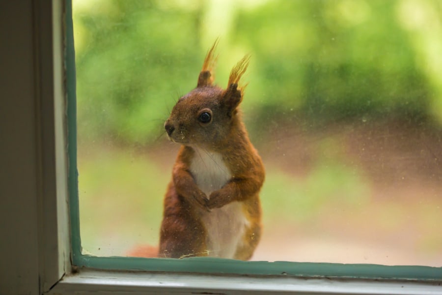 Squirrel Sitting On Windowsill Looking