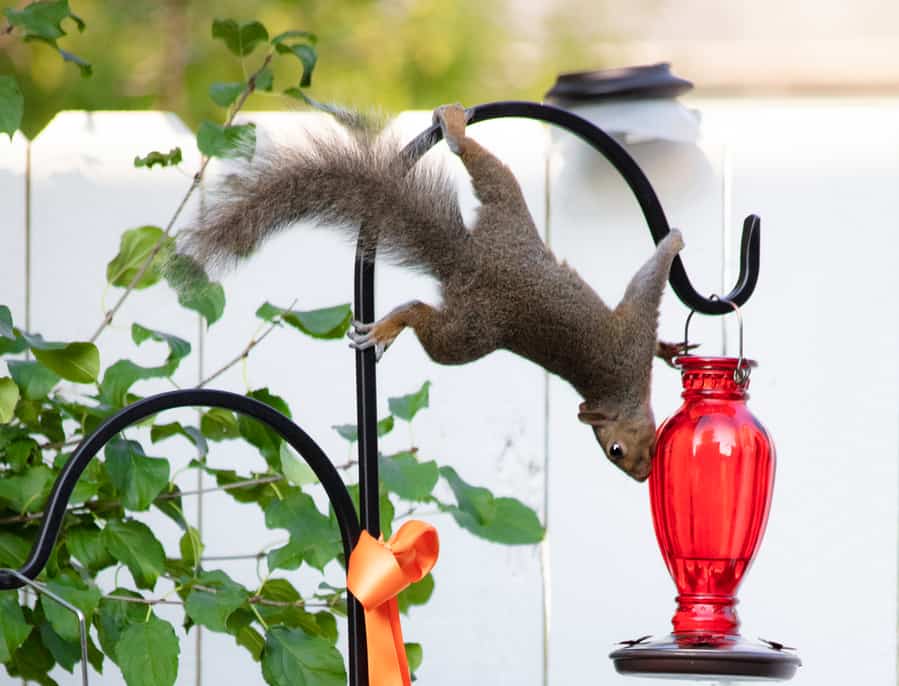 Squirrel Trying To Get Food From The Hummingbird Feeder