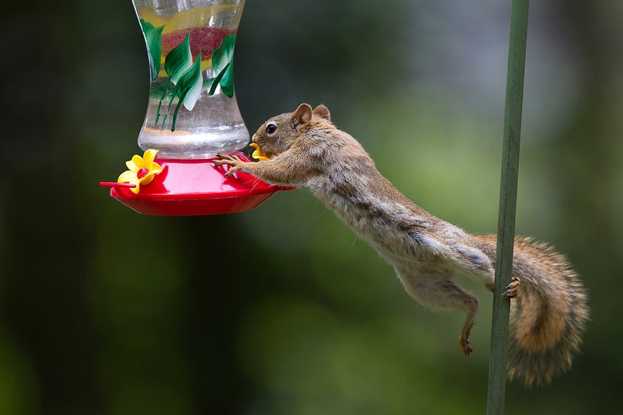Squirrel Trying To Reach A Hummingbird Feeder