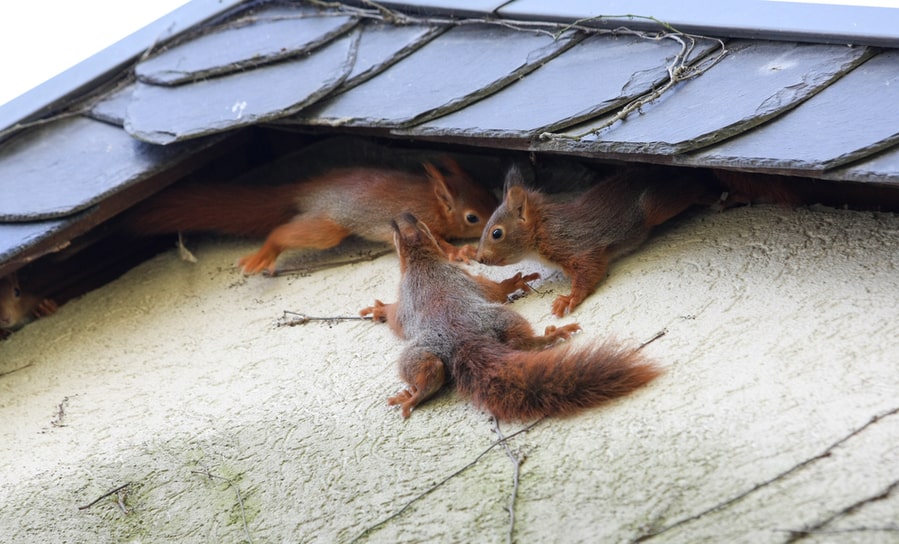 Squirrels At A House Wall