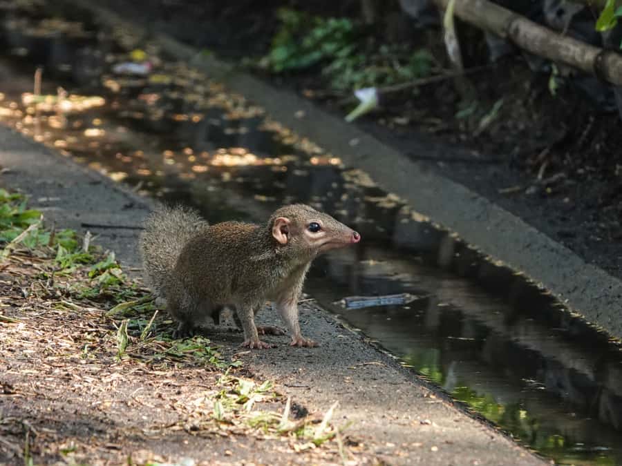 Squirrels From Gutters