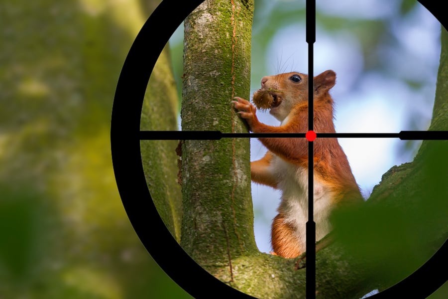 Squirrels Hunt