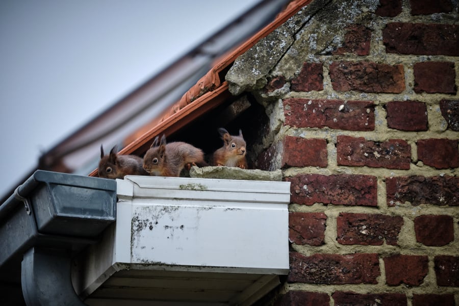 Squirrels In The Wall