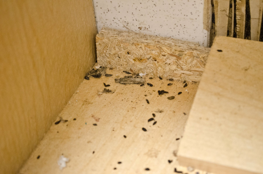 Steps To Cleaning Rat Droppings