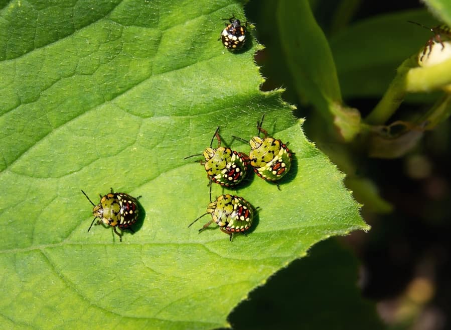 Stink Bugs In The Garden
