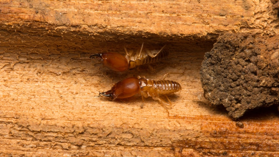 Subterranean Termite Soldiers Are Guarding The Nest