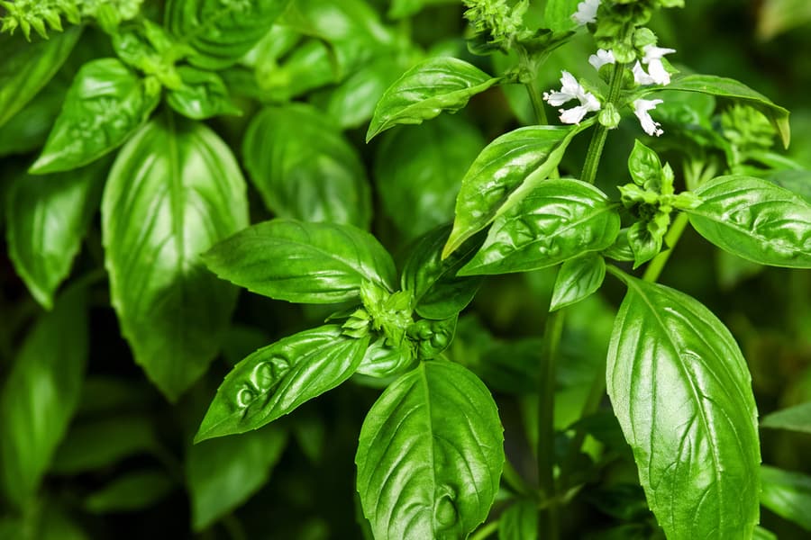 Sweet Basil Green Plant