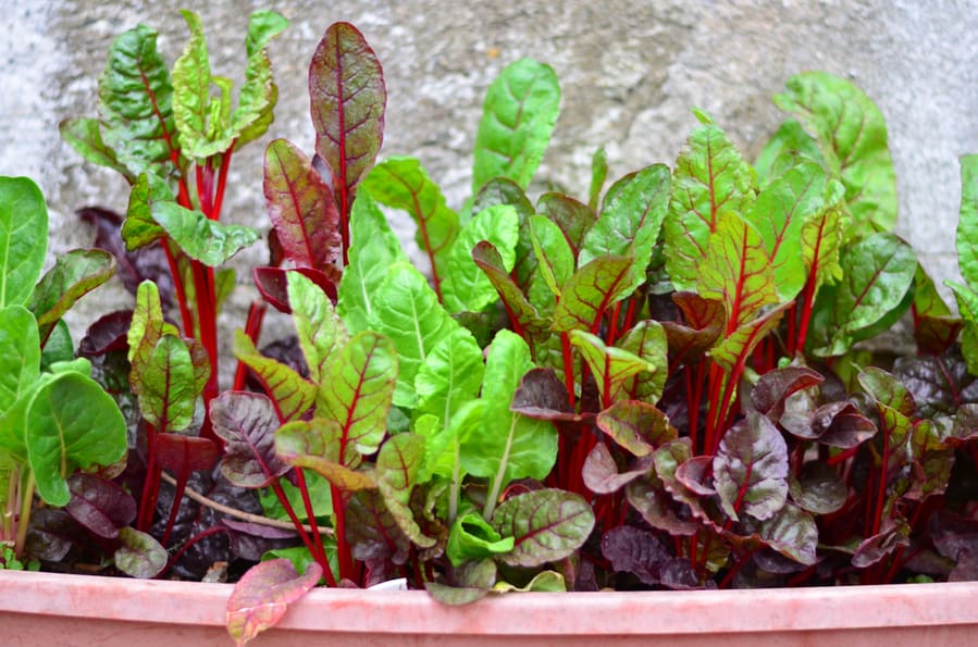 Swiss Chard Plant