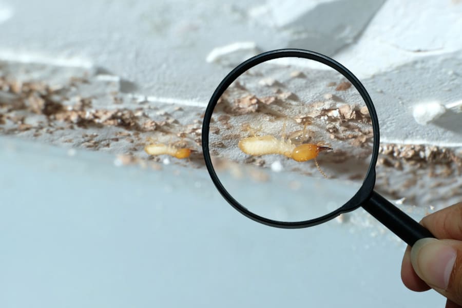 Termite Zoomed With Magnifying Glass