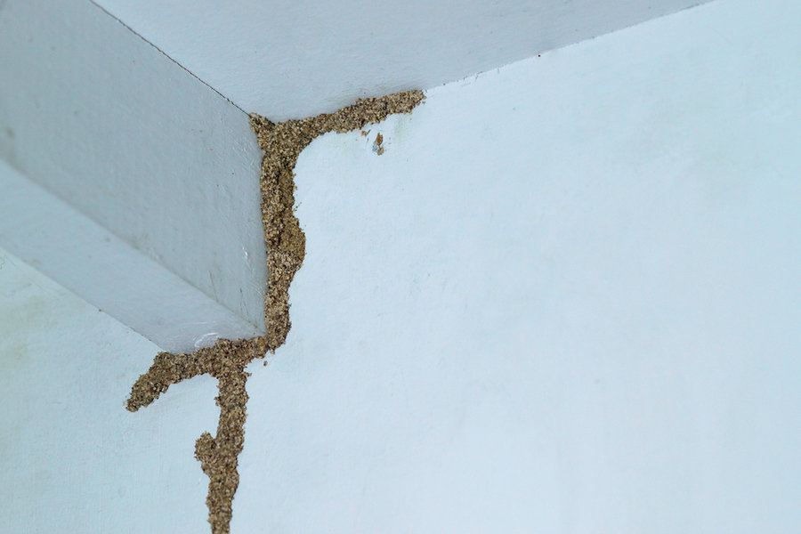 Termites Building A Mud Tube On Wooden Wall Of A Room