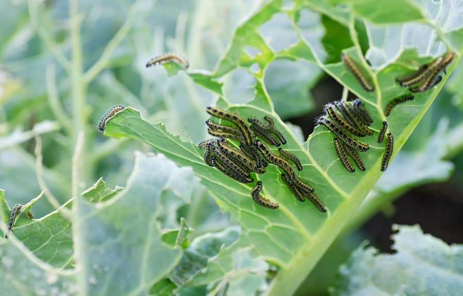 The Caterpillars Of The Cabbage Butterfly Larvae Eat The Leaves Of The White Cabbage