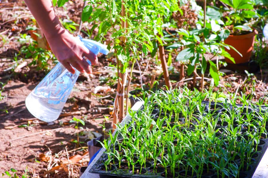 The Hand Is Holding Foggy Spary Bootle To Sparying Water On Seedling Vegetable