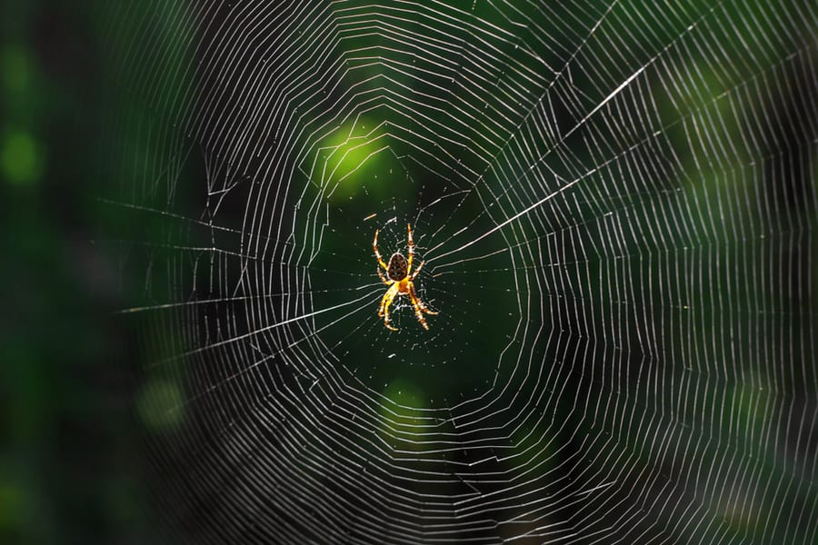 The Spider Climbs On The Web