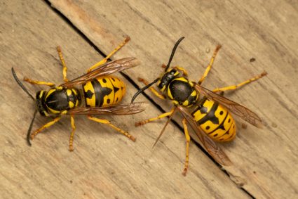 Things You Can Spray On Wood To Keep Wasps Away