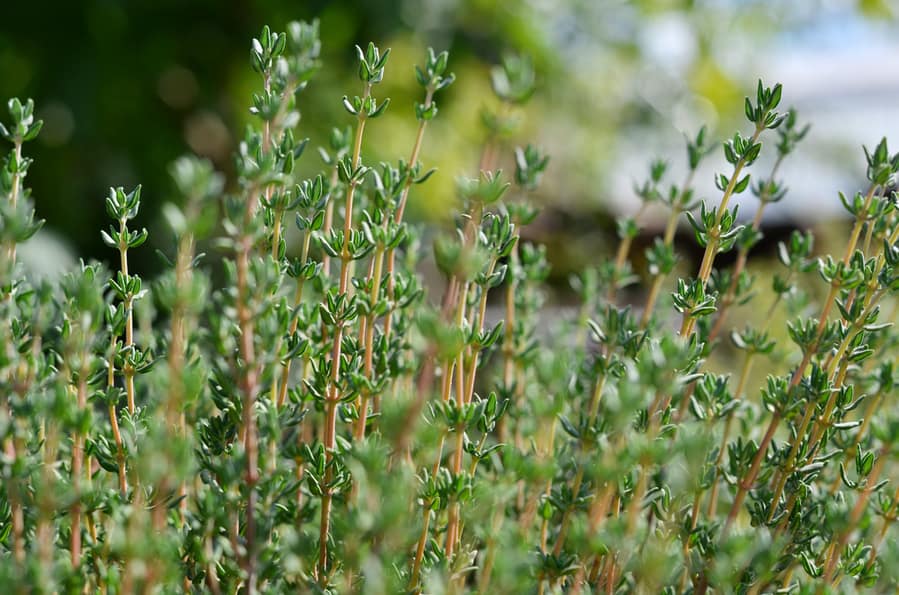 Thyme Or Thymus Vulgaris - Perennial Herb With Tiny Aromatic Leaves