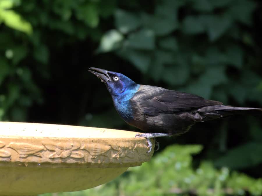 Tips On How To Keep Grackles Away From The Pool