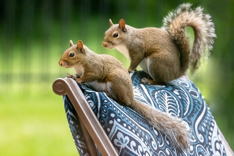 Tips On How To Keep Squirrels Out Of The Garage