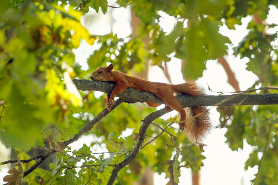 Tired Squirrel Lying Down On The Branch
