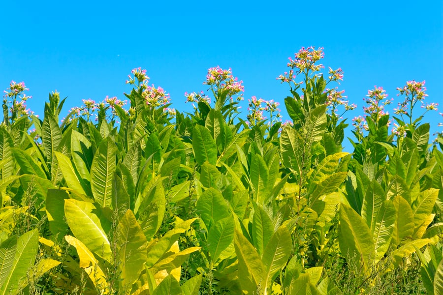 Tobacco Plant