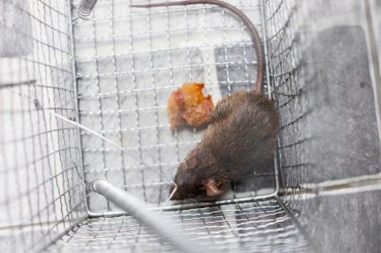 Top View Of A Rat In The Trap Metal Case Equipment Of House To The Protection Of Cleaning For People Who Live, Copy Space