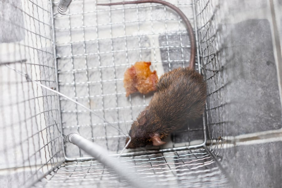 Top View Of A Rat In The Trap Metal Case Equipment Of House To The Protection Of Cleaning For People Who Live, Copy Space