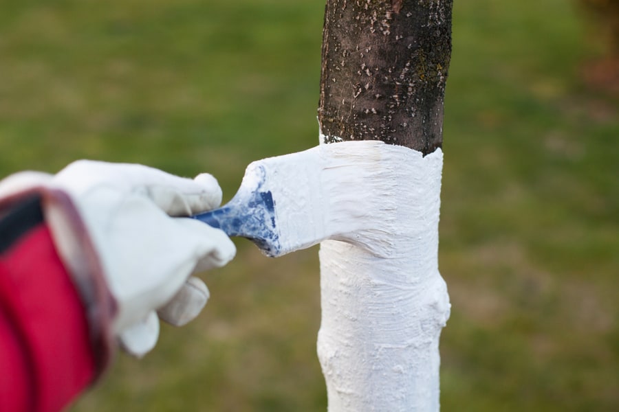 Tree Protection Painting