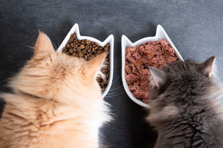 Two Cats Eating Dry And Wet Food