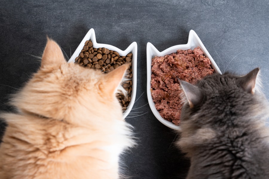 Two Cats Eating Dry And Wet Food Two Cats Eating Dry And Wet Food