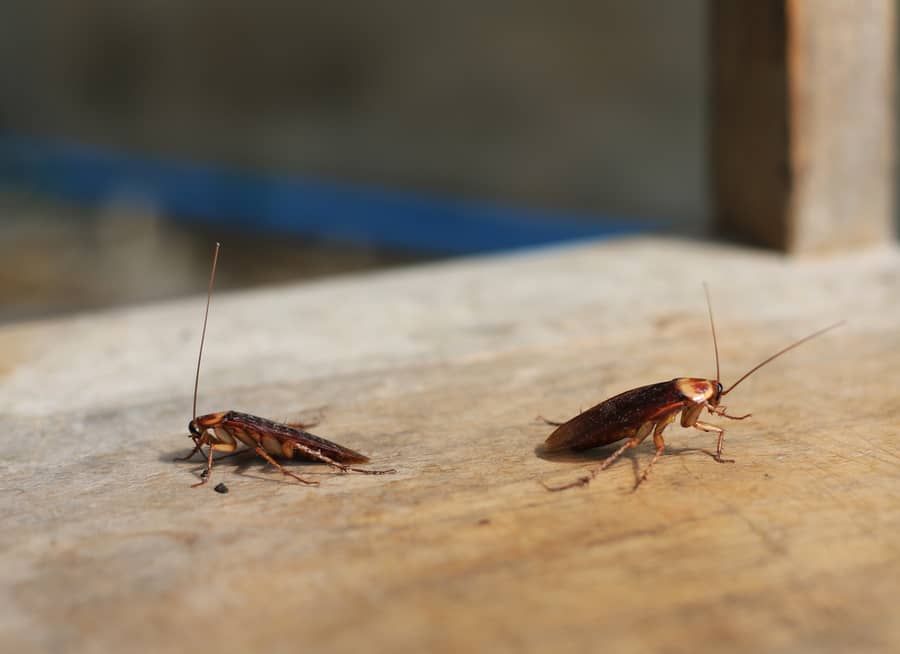 Two Cockroaches On The Wood