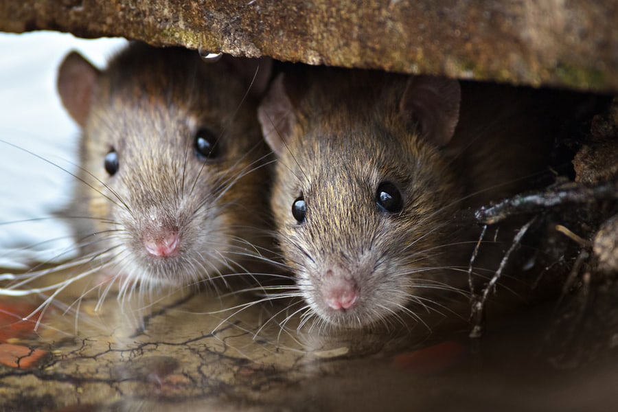 Two Cute And Curious Brown Mice Looking Of The Cover.