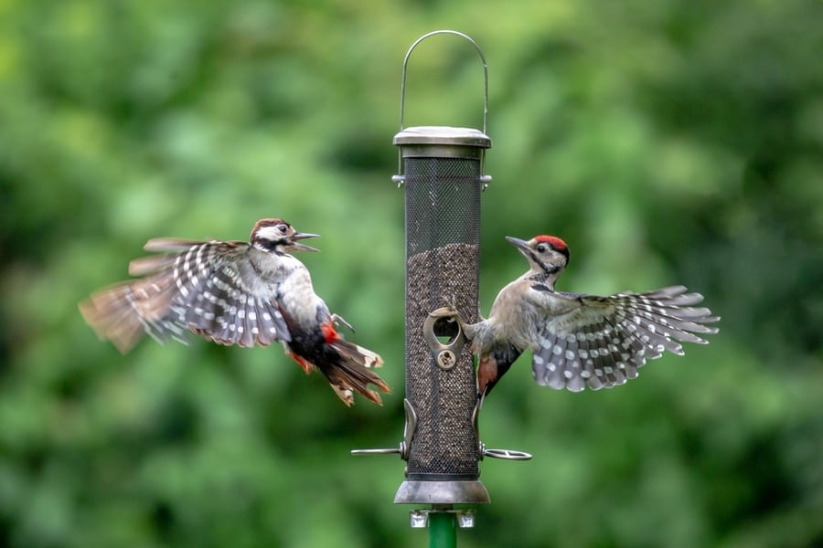 Two Dendrocopus Majors, Commonly Known As Great Spotted Woodpeckers