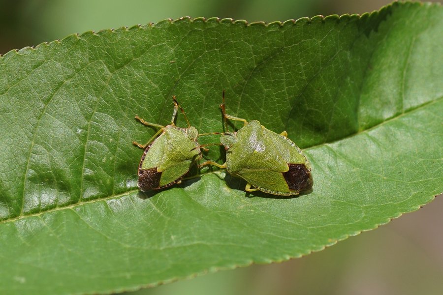 Two Green Shield Bugs (Palomena Prasina) Of The Family Pentatomidae On A Leaf A Peachtree