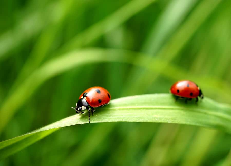 Two Ladybugs On A Blade Of Grass