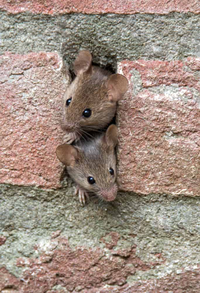 Two Mice Living In A Brick Wall