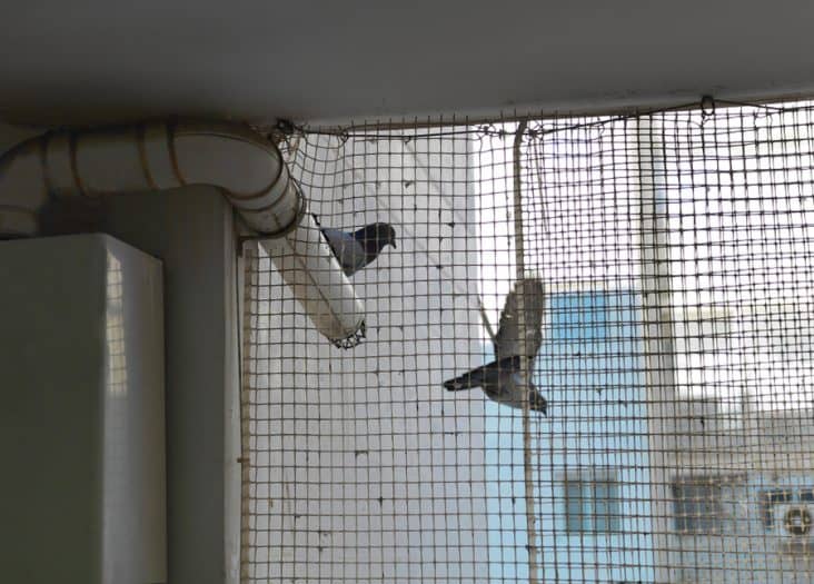 How To Keep Birds Out of Awnings BeatPests