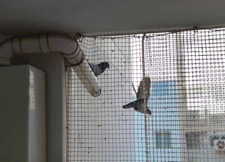 Two Pigeons Behind A Protective Net On A Window Or Balcony, Indoor Cropped Shot