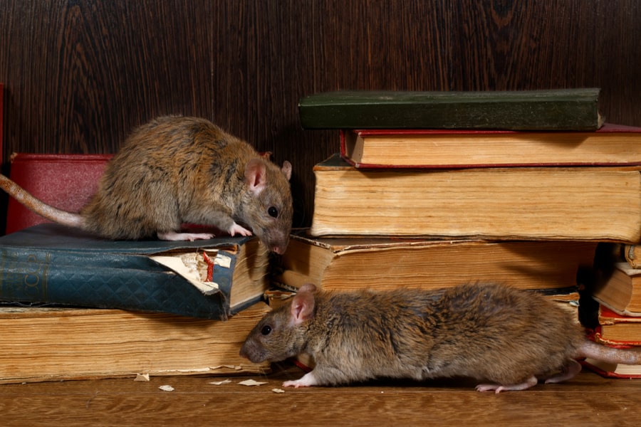 Two Rats Chewing Books