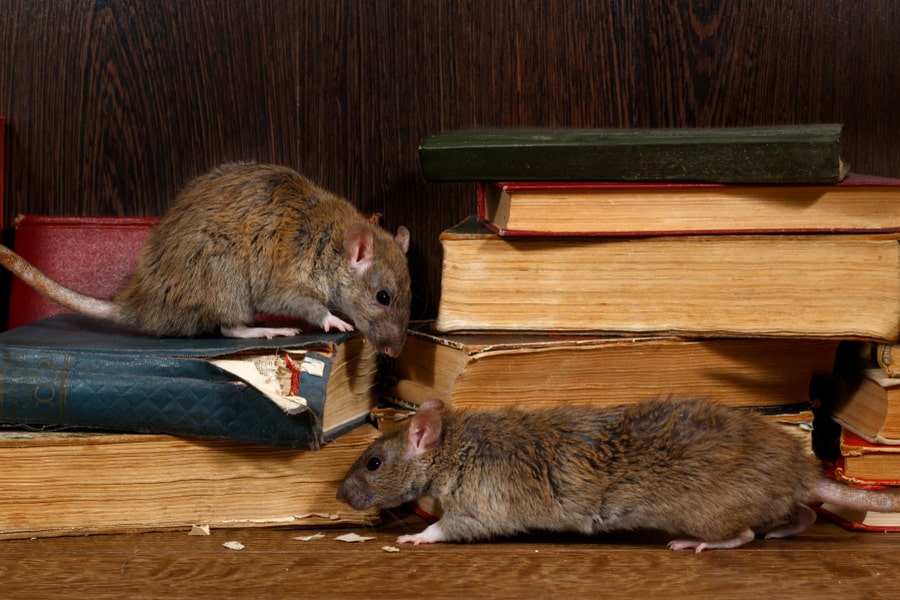 How Can Rats Chew Through Metal? BeatPests