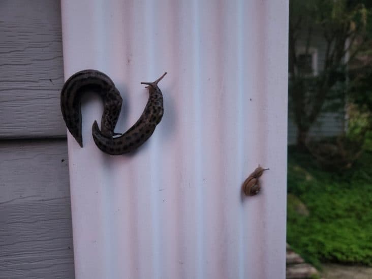 6 Reasons Why Slugs Climb up Walls at Night | BeatPests