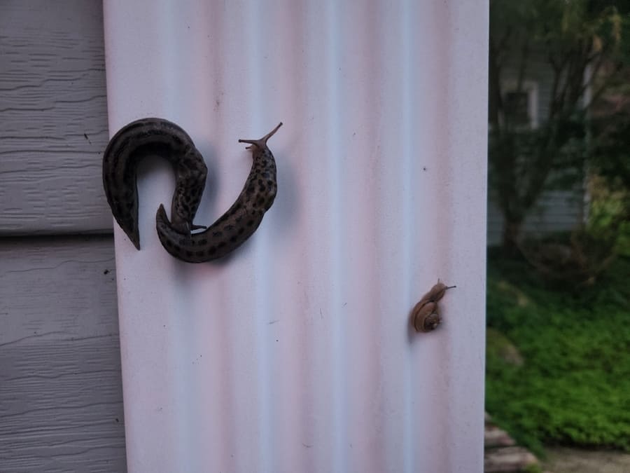 Two Slug On The Wall