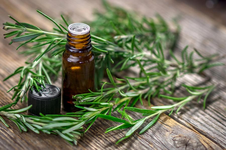 Use Rosemary Essential Oil To Repel Rats