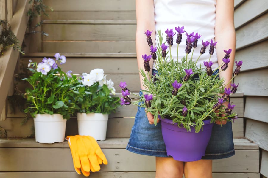 Use Spider-Repellent Plants