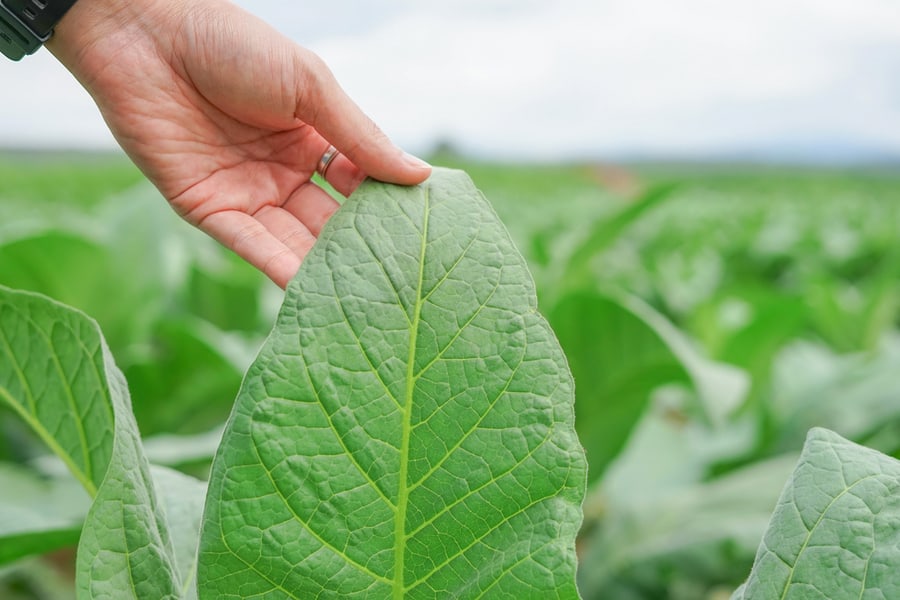 Use Tobacco To Drive Spiders Away