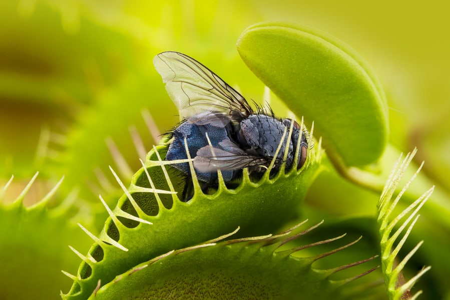 Venus Fly Trap