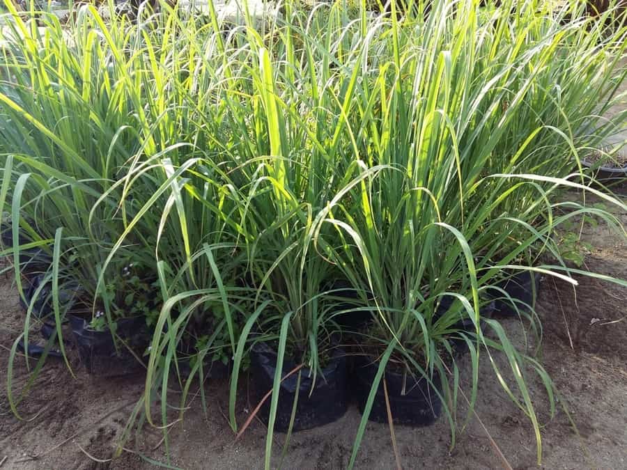 Vertiver Grass