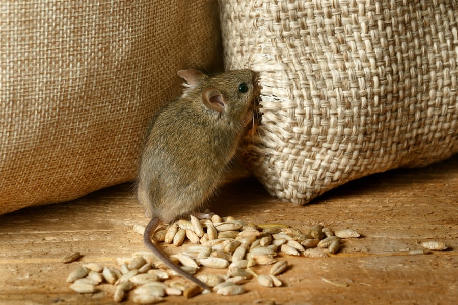 Vole Mouse Nibbles The Sack Of Grain In The Storehouse
