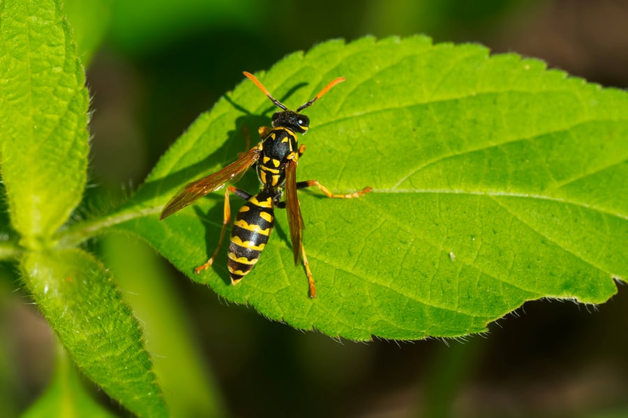 Wasp Is Resting On A Green Leaf