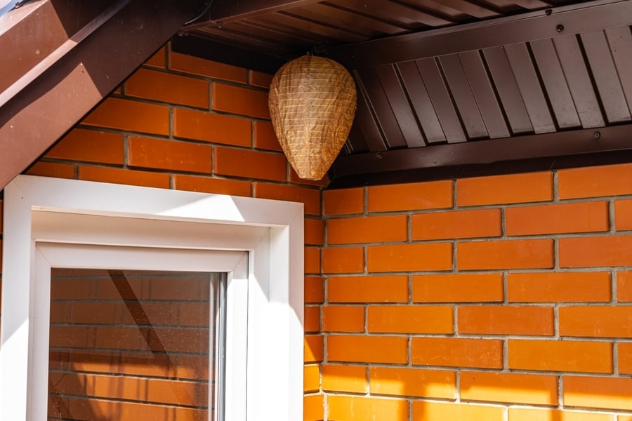 Wasp Nest Decoy Of Paper In Form Of Elongated Ball Under Roof Of Country House