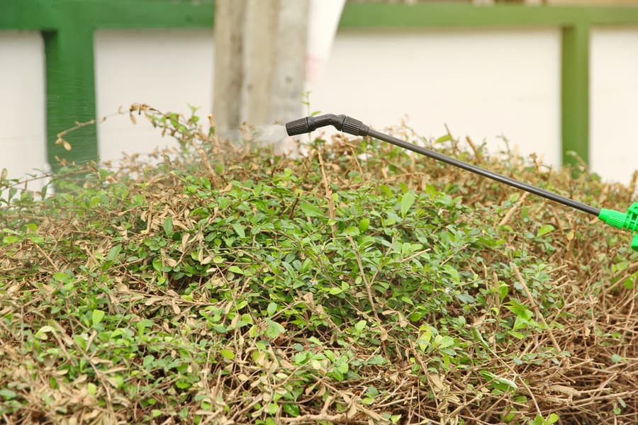 Wasp Nest Spray