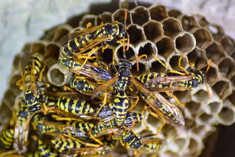 Wasp Nests